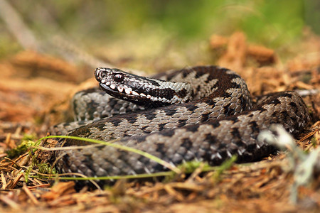 动物群欧洲共有的横越毒蛇站在森林地上活人面贝鲁斯图片