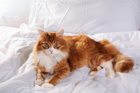 毛皮寝具可爱的在白床上躺休息的红发小毛头猫图片