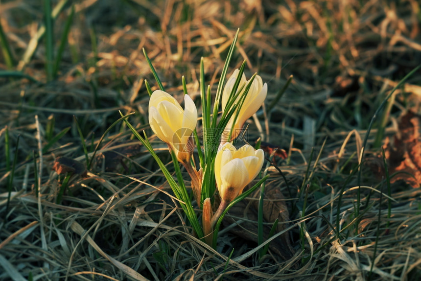 花艺在自然环境中作为早期春天符号盛开的青春露在自然环境里我非常感动地想着花的图片