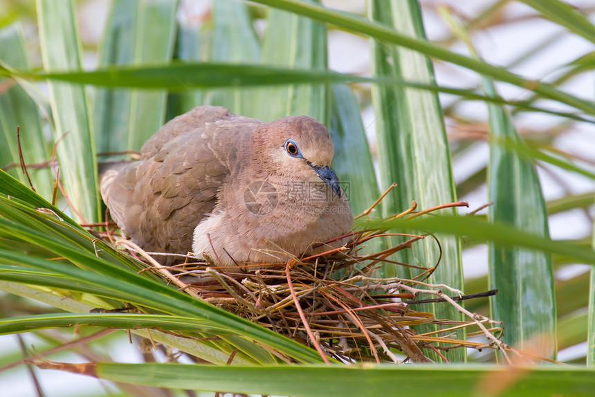 在博内尔岛绿棕榈树的巢蛋上繁殖鸽子配种坐着成人图片