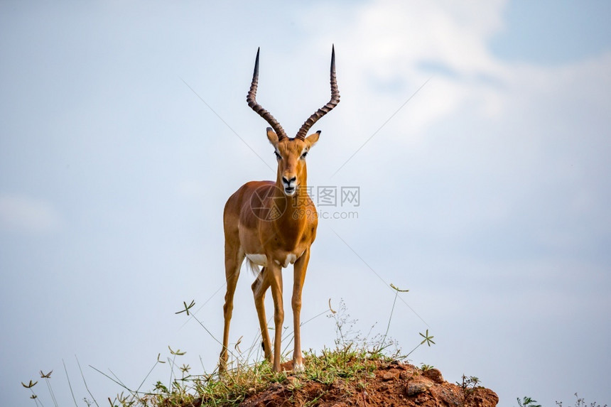 保护肯尼亚喇叭一只大角的美丽羚羊站在山坡上一只漂亮的羚羊站在山丘上图片