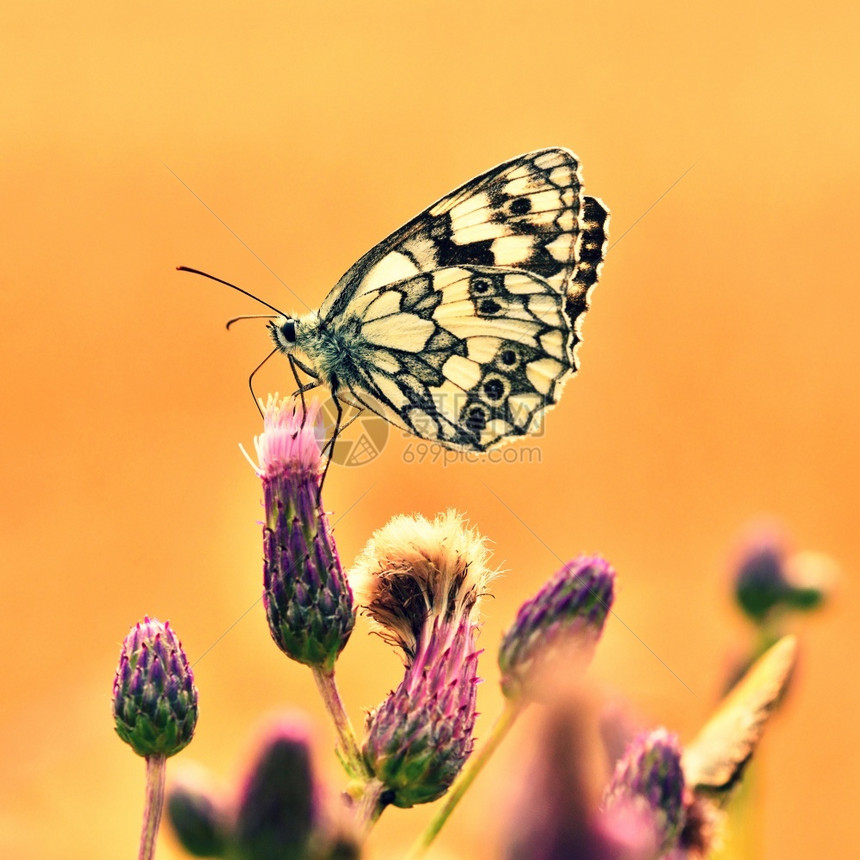 欧洲的黄色颜美丽多彩蝴蝶坐在自然的花朵上夏日阳光在草地外照耀色彩多的天然背景梅拉纳尼吉亚盛会昆虫图片