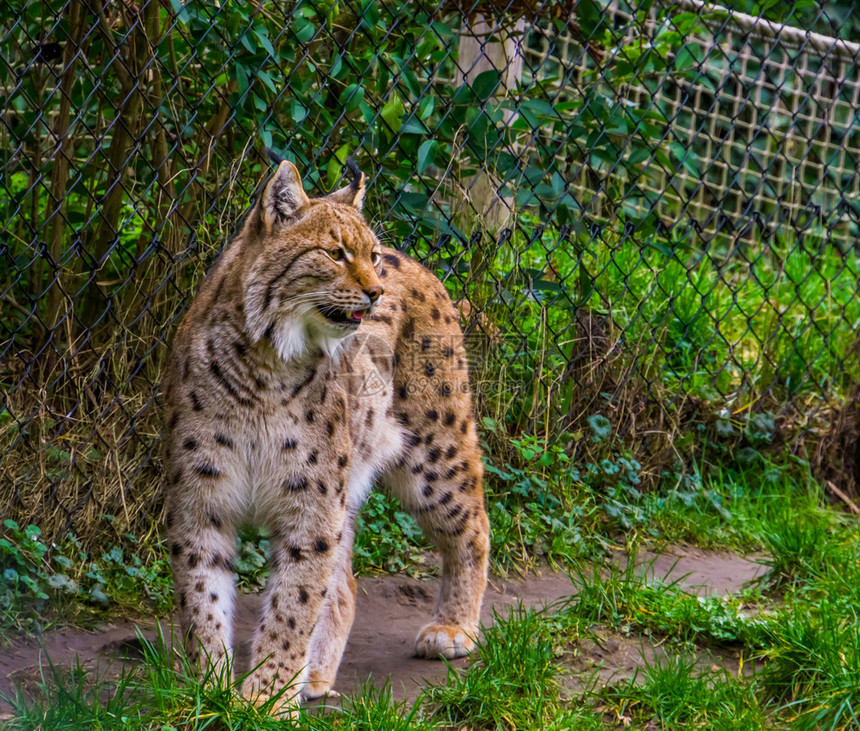 肖像一只欧拉西亚野猫站在草地上露出牙齿从欧亚来的野猫动物园欧洲的图片