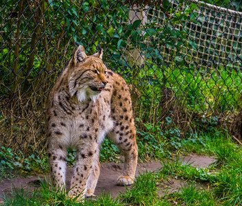 肖像一只欧拉西亚野猫站在草地上露出牙齿从欧亚来的野猫动物园欧洲的欧亚大陆高清图片素材
