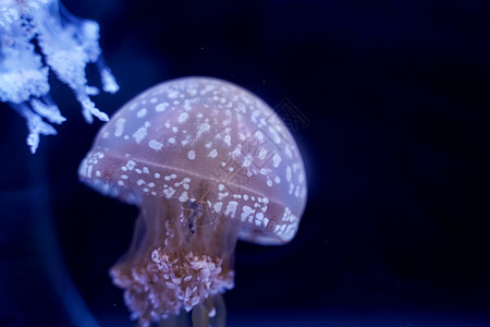 水下Jellyfish黑底深的白点半透明图片