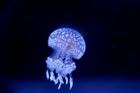 有趣的深度白点水下Jellyfish黑底图片