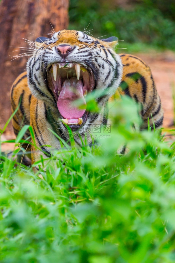 橙动物黑豹老虎愤怒的牙齿自然图片