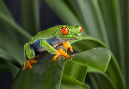 绿叶上红眼树蛙两栖动物贸易丛林高清图片