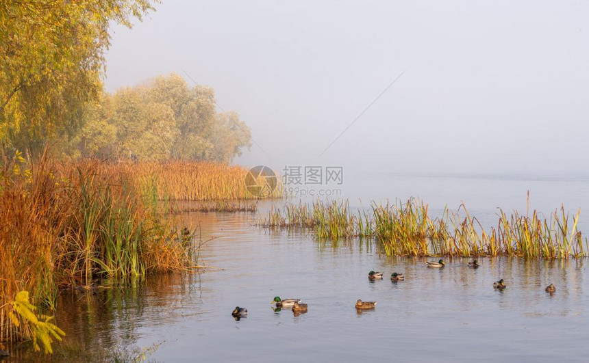 橙Dnieper河的秋雾早上在基辅乌克兰里德和树木从雾中冒出玛拉德鸭子正在平静的水中游泳芦苇户外图片