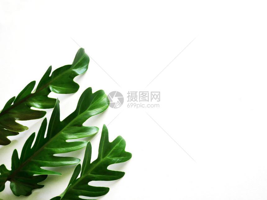 叶子带复制空间的白色背景热带绿叶色树现代的新鲜图片