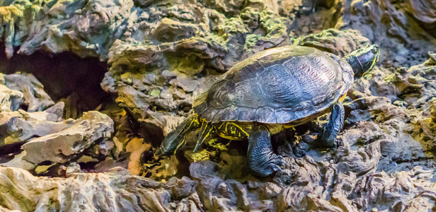 Cumberland滑板海龟四处走动来自美洲湿地的流行热带宠物黄色的玻璃容器特罗斯蒂背景图片