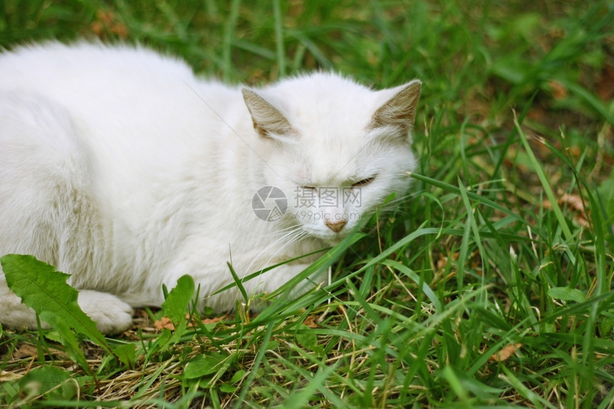 一只白毛小猫的肖像这只躺在半闭眼睛里周围是一片青绿的草自然照片哺乳动物图片