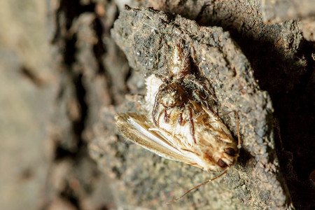 蚱蜢叶子颜色跳蜘蛛正在吃着是人口最多的蜘蛛图片