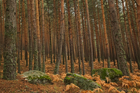 森林秋季景观叶子高清图片素材