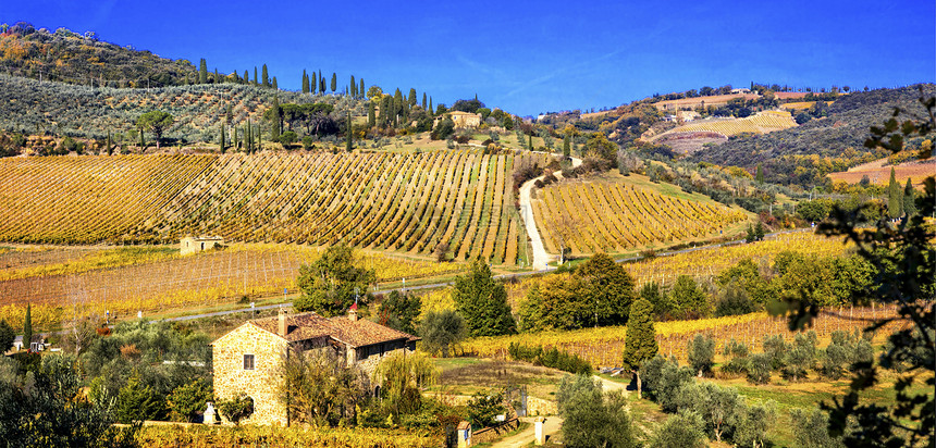 如画田园诗般的黄色意大利托斯卡尼葡萄酒区金园图片