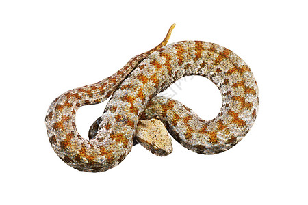 毒加法器这是米洛斯岛最稀有的欧洲蛇米罗维佩拉莱贝蒂纳斯威泽里超过图片