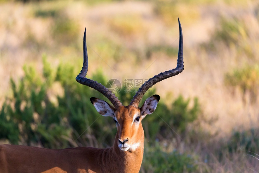 喇叭苹果浏览器肯尼亚大草原的黑斑羚羊肖像肯尼亚大草原的黑斑羚羊肖像野生动物图片