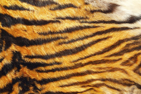 有质感的豹美丽野虎皮革纹理准备就绪可以设计橙高清图片素材