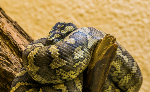 西方爬虫学北地毯皮松在澳洲热带蛇种树枝上紧地缠绕着一根树枝成人动物高清图片素材