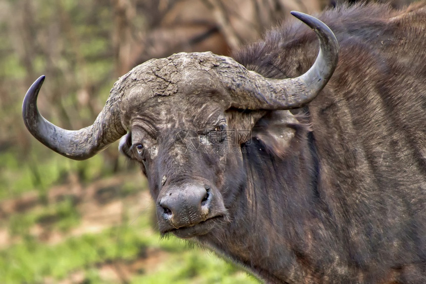 生态系统脊椎动物公牛南非克鲁格公园SyncerusCaffer图片