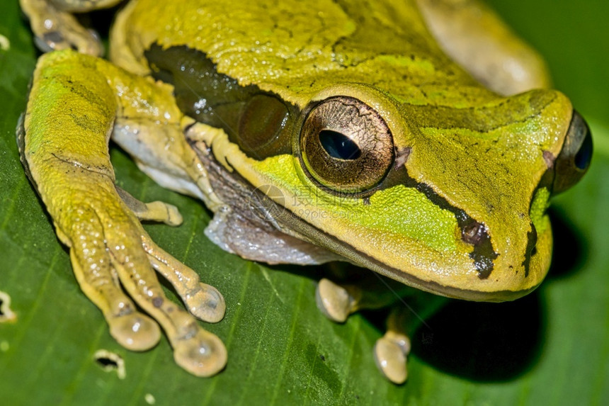 新格拉纳达交叉带宽树木青蛙Smiliscafaeota热带雨林科瓦多公园奥萨保护区半岛哥斯达黎加中美洲阿尔韦托卡雷拉新的科斯塔肖图片