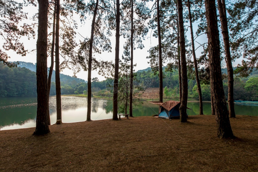 日落景观冒险在松树下露营帐篷图片