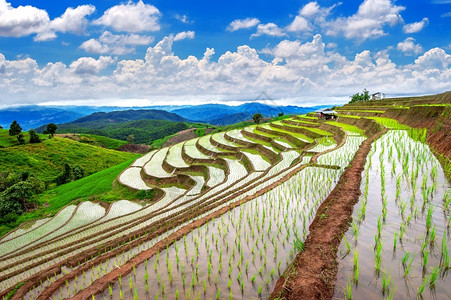 山兰稻麦泰国清迈Banpabongpiang的潘邦皮阿田稻植物背景
