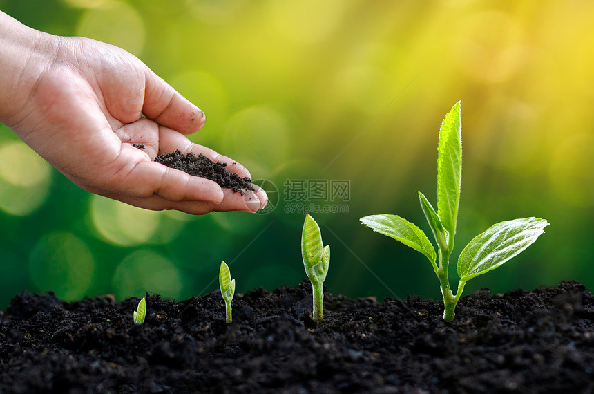 地球肥料在土壤中植树种手苗在土壤中发芽日落紧贴近夕阳雄手在绿背景下种植青树自然图片