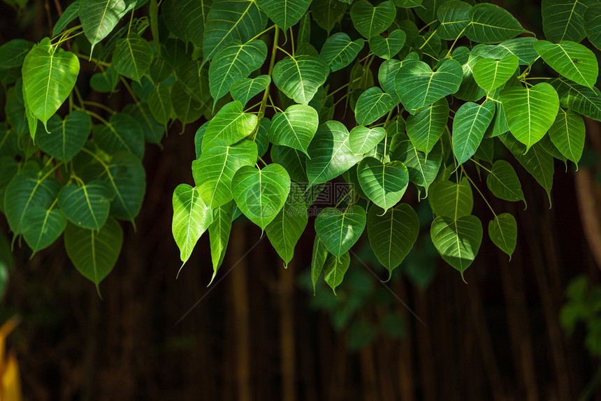 生长宗教心绿叶Pho波背景的森林树布叶是一棵代表泰国佛教的叶子图片