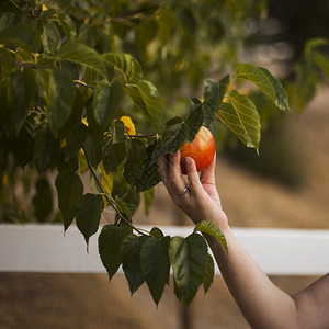 戳番茄握着手的切苹果树棕色图片
