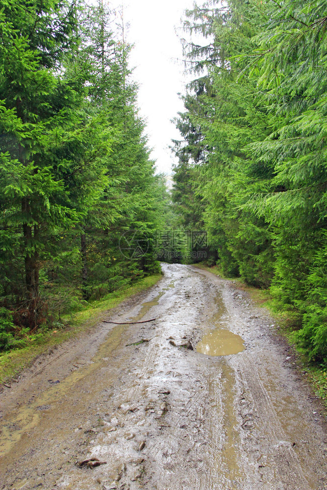 水滴衬套污垢林间道路雨中木头上有水坑和泥雨中云杉之间的道路林雨道中木头上有水坑和泥图片