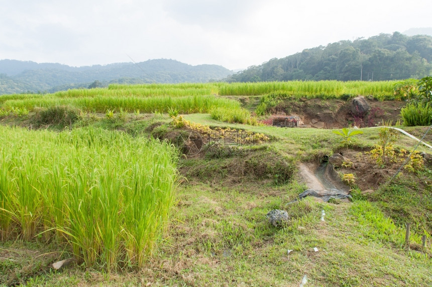 农村谷山区的业地山上有稻米和水果农场天气寒冷山上候草图片