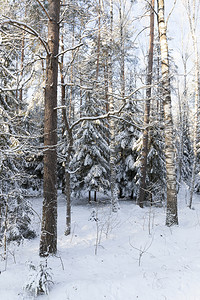材料水晶生长照片拍摄于冬季降雪之后的树上照片拍摄于冬季图片