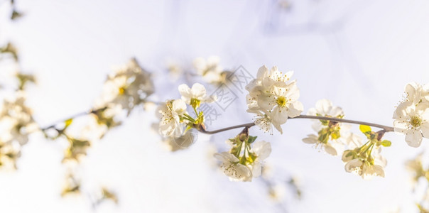 美丽的白色樱花高清图片