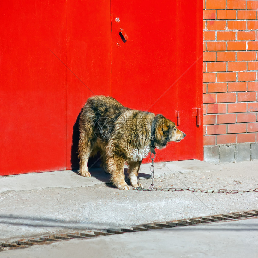 老的铁链带一只大型沙吉护犬正在站红金属门前砖墙上筑的一块地保护概念中有空间复制危险毛皮图片