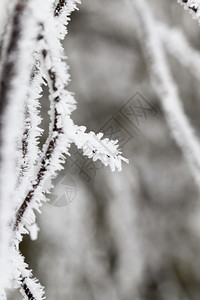 雪花树木覆盖着白色的霜冬季多云天气时的照片寒冷气候图片