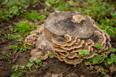 秋天蘑菇长在老树干上一群大真菌或寄生在长满苔藓的树干上蘑菇长在老树干上一群大真菌或寄生毒颜色寄生虫高清图片素材