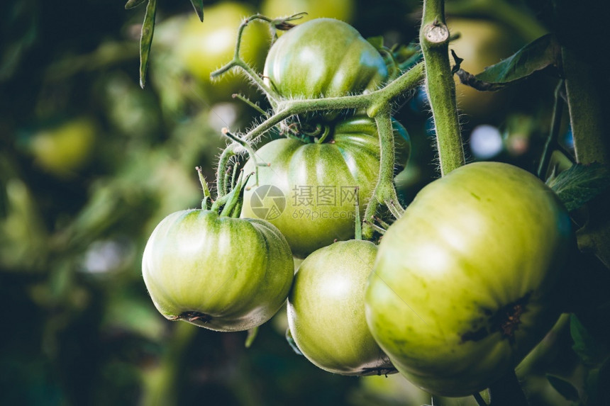 种植园细节一群年轻的绿色西红柿在温室的树枝上在农场种植蔬菜做沙拉收成图片