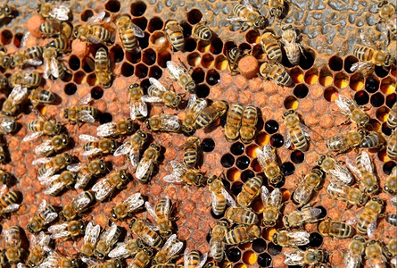 近距离观察蜂蜜在细胞上的工作花粉抓住手图片