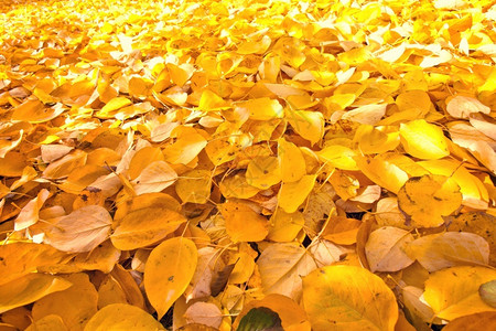 落地的秋叶图片