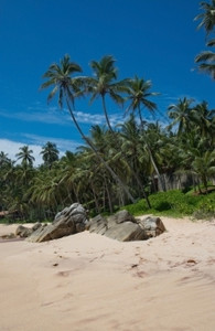 椰子棕榈树沙滩和斯里兰卡天空图片