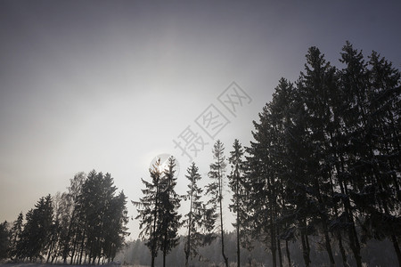 分支蓝色的白森林树木冬季风景覆盖着雪混合林与锥形树和低落混在一起早晨高清图片素材