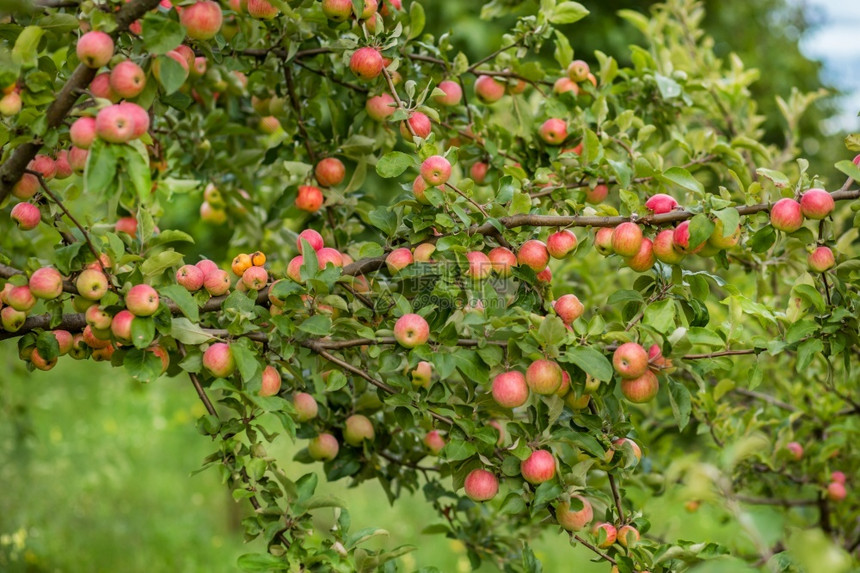 有机苹果挂在园的树枝上有机苹果挂在园的树枝上甜水果有机图片