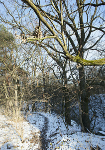 地形冬天森林里光秃的树干阳光下拍摄冬天森林里光秃的树干寒冷霜白色的高清图片素材