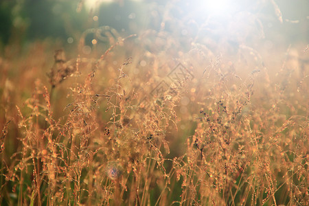 射线天气太阳日出时覆盖着露水的高草棕褐色甸在阳光刺眼下照射草甸中的黎明时有露水的干草晨光中甸植物棕褐色的草在阳光下刺眼图片