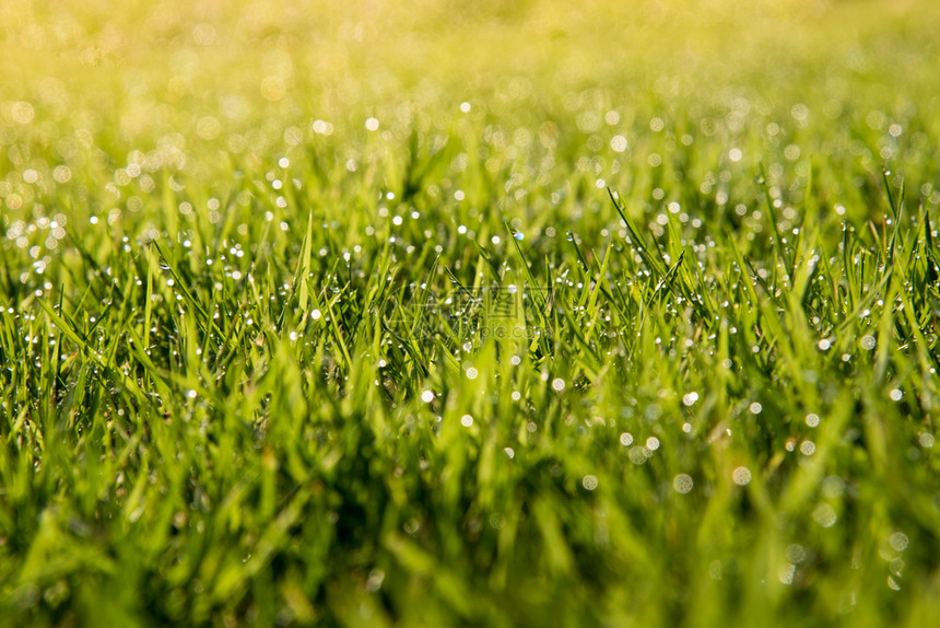 户外明亮的草地摘要天然本底绿色草清晨在上方有美丽的布OK赫露珠BokehDew图片