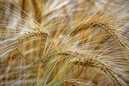 季节种子阳光小麦在明媚的清晨关闭金熟美耳农场图片