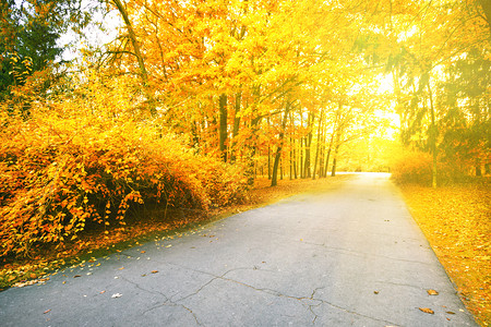 早晨人行道枫秋天公园的阿法特路下午秋天公园的阿法特路图片