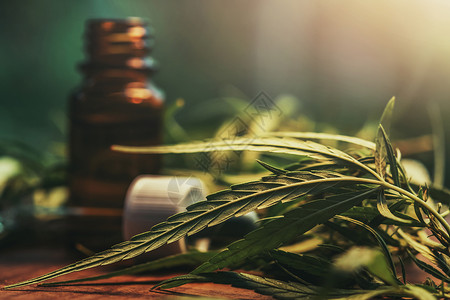 麻醉剂美丽的萃取药草和含有罐中油提取物的叶子药草医学概念图片