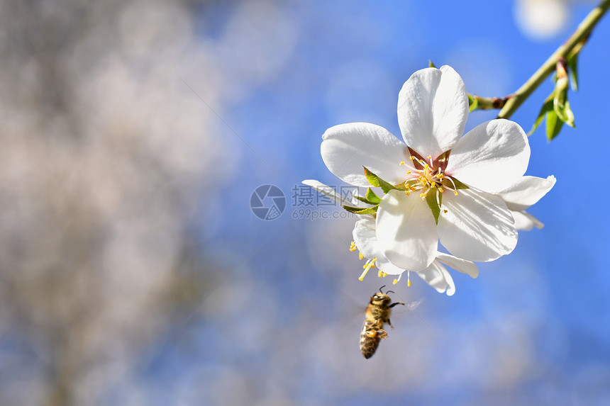 分支单身的户外春天背景美丽的盛开树与自然中蜜蜂花图片